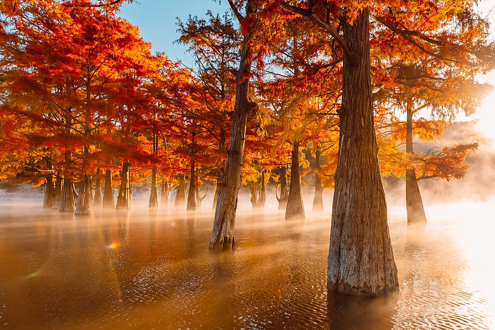 Cypress trees in water with red needles in Florida are our version of Fall.